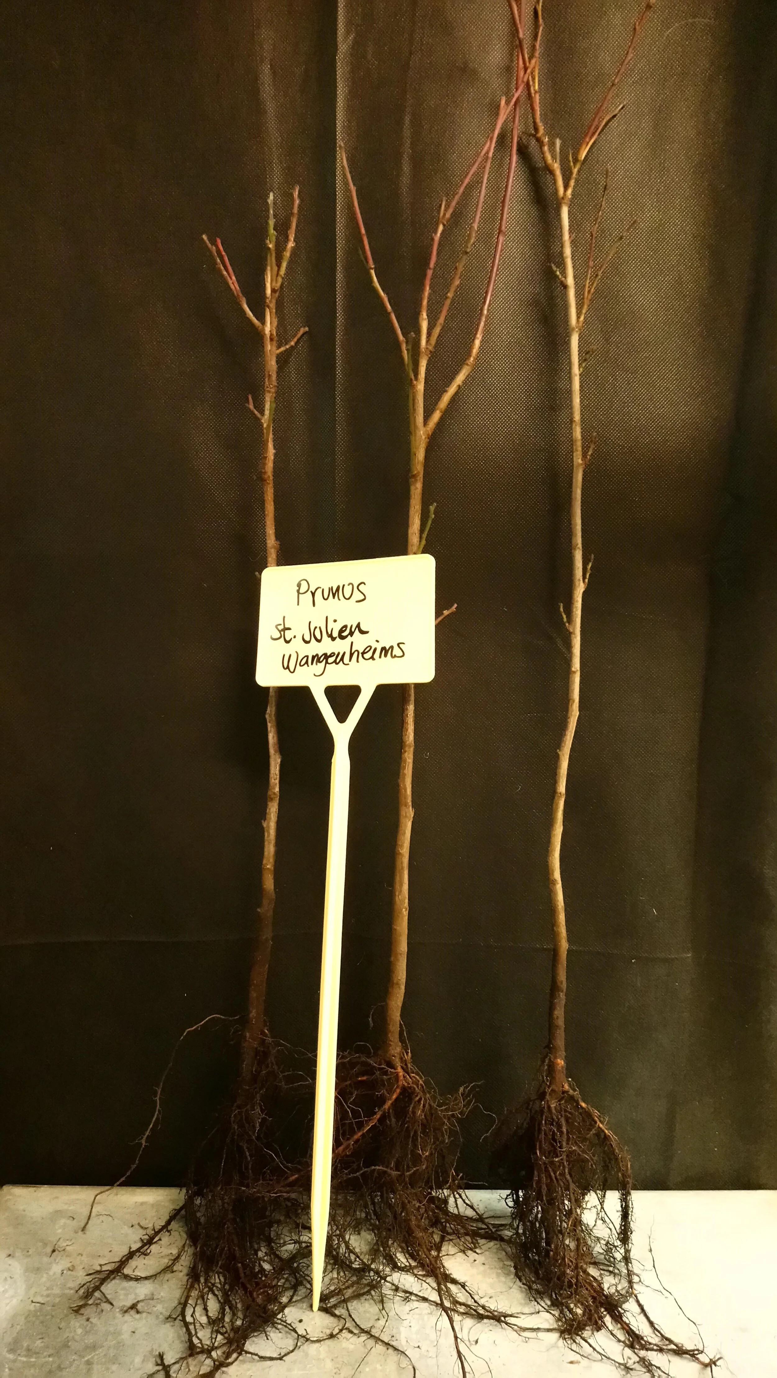 Prunus St. julien Wangenheims.jpg
