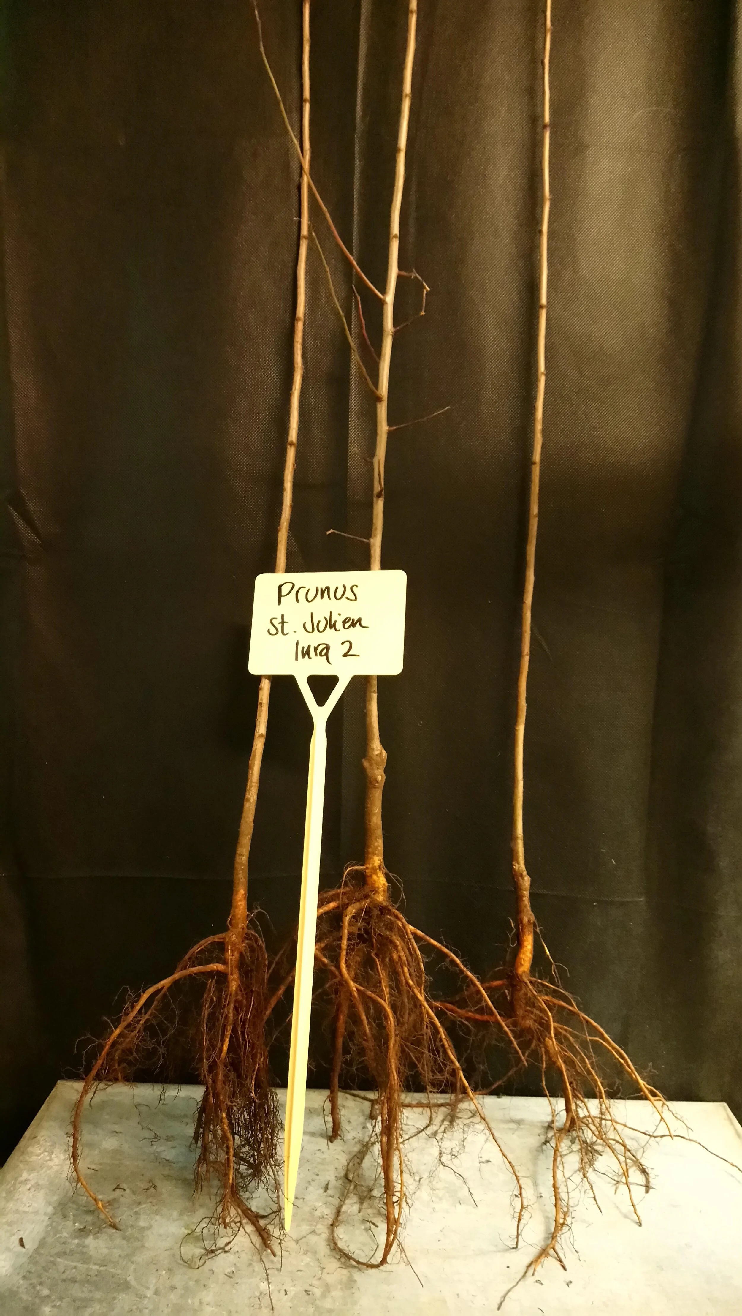 Prunus St. julien inra2.jpg