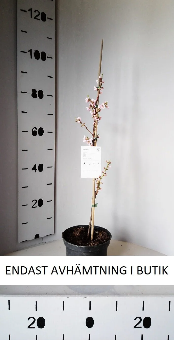 Persikoträd Ice Peach- Endast avhämtning i butik!