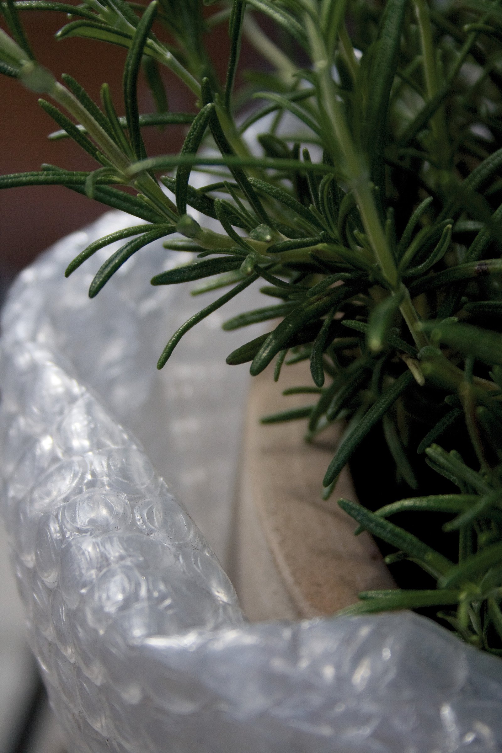 Bubbelplast 0,5x3m GD 5384 — Ebe Plant