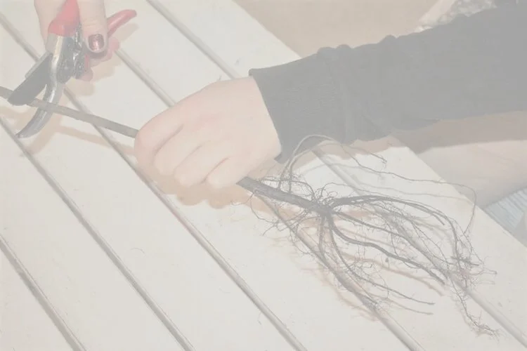 grundstam+(2) - white out.jpg