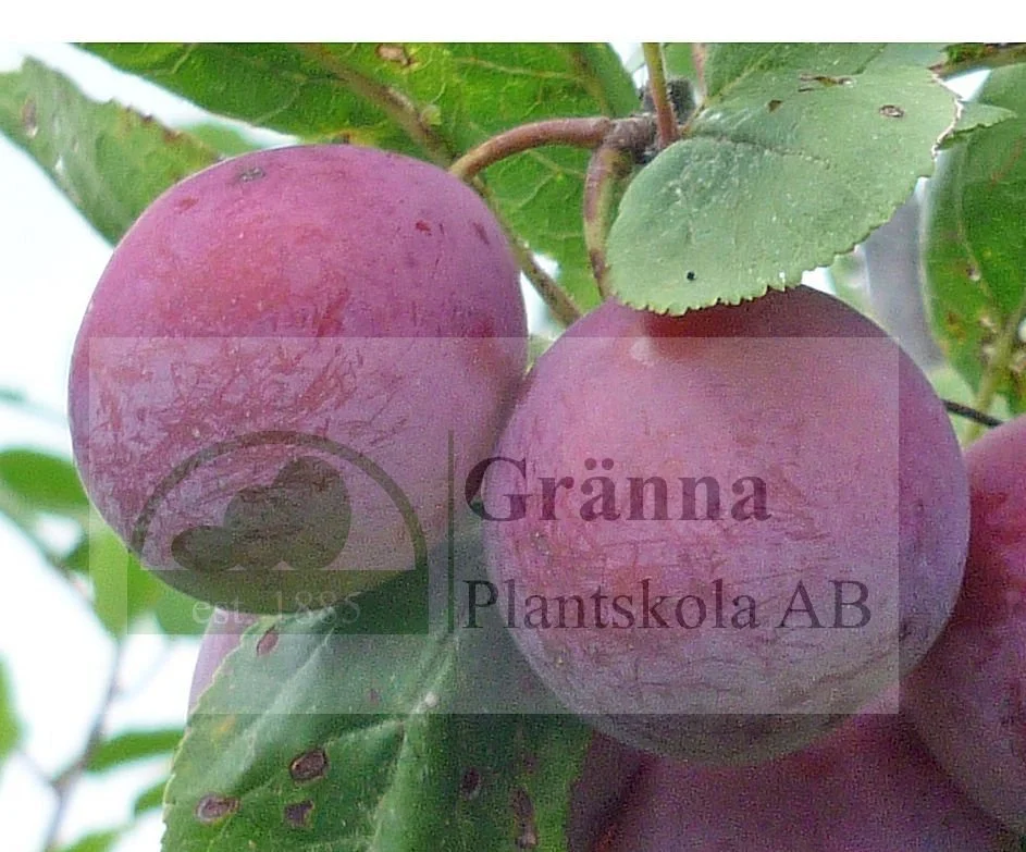 Allmänt Rödplommon _ergebnis.jpg