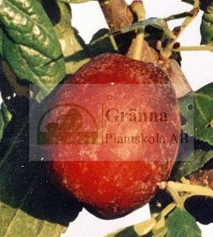 Althans Reine Claude (2)_ergebnis.jpg