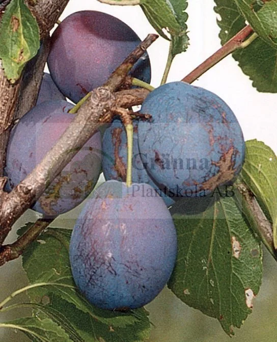 Hanita 1_ergebnis.jpg