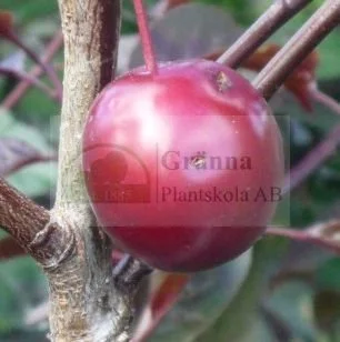 Prunnus Spidola _ergebnis.jpg
