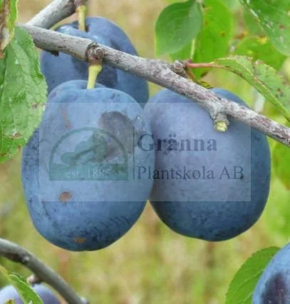 Violetta 1_ergebnis.jpg