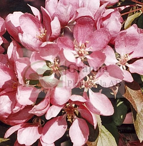 Malus Hopa_ergebnis.jpg