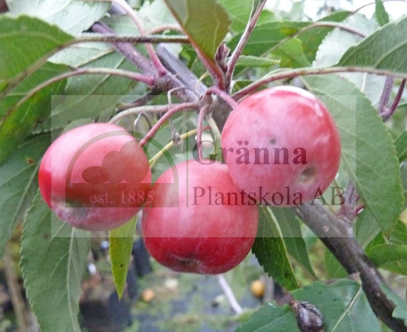 Malus Hopa 2_ergebnis.jpg