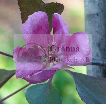 Malus Eleyii 2_ergebnis.jpg