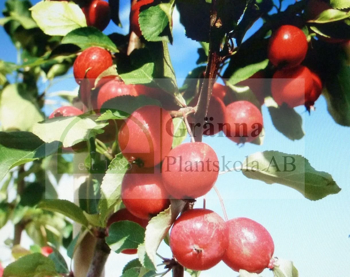Malus Ersta 3_ergebnis.jpg