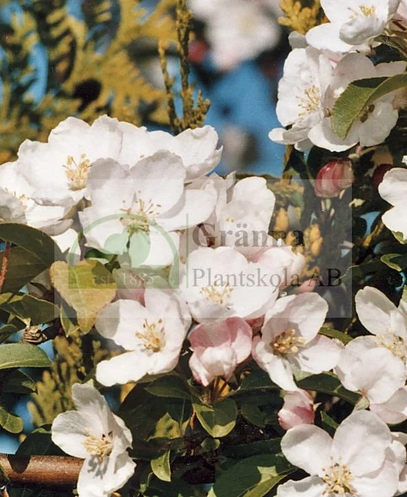 Malus John Downie_ergebnis.jpg