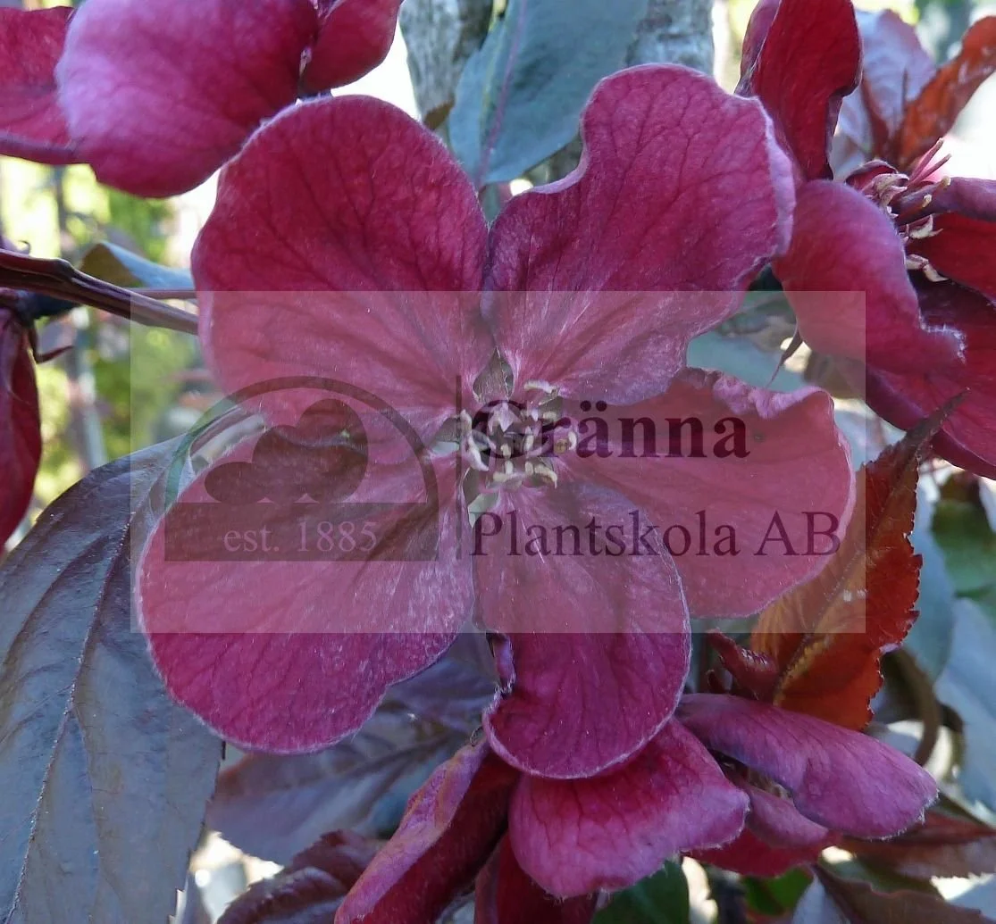 Malus Royahlty 2_ergebnis.jpg