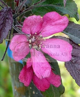 Malus Rubin 2_ergebnis.jpg