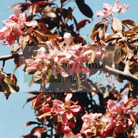 Malus Echtermeyer_ergebnis.jpg