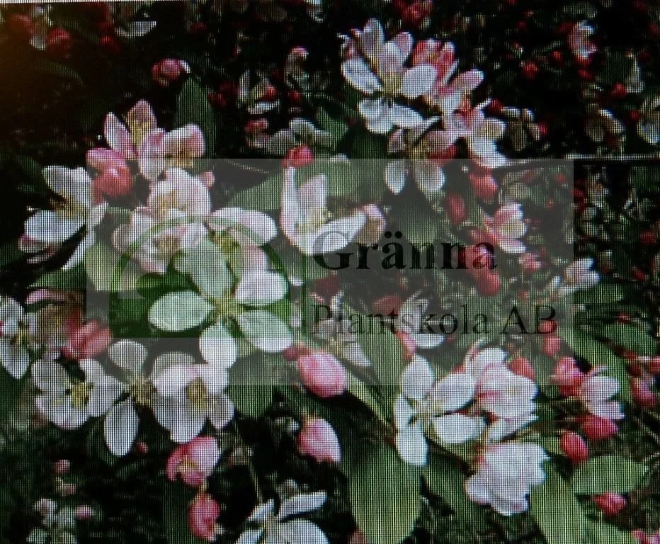 Malus floribunda