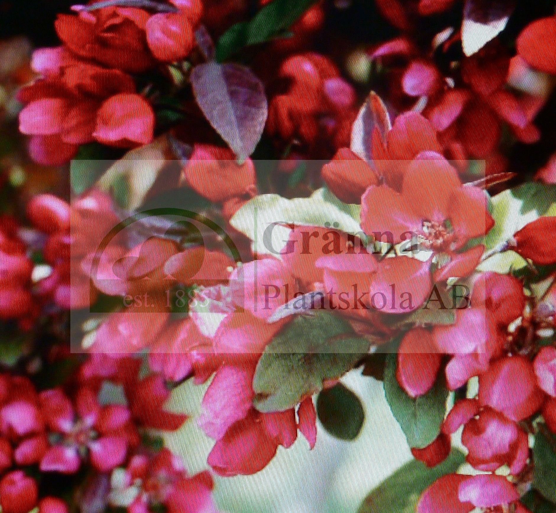 Malus Profusion 2_ergebnis.jpg