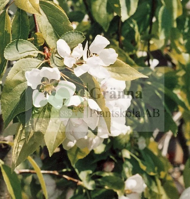 Malus Red Jade_ergebnis.jpg
