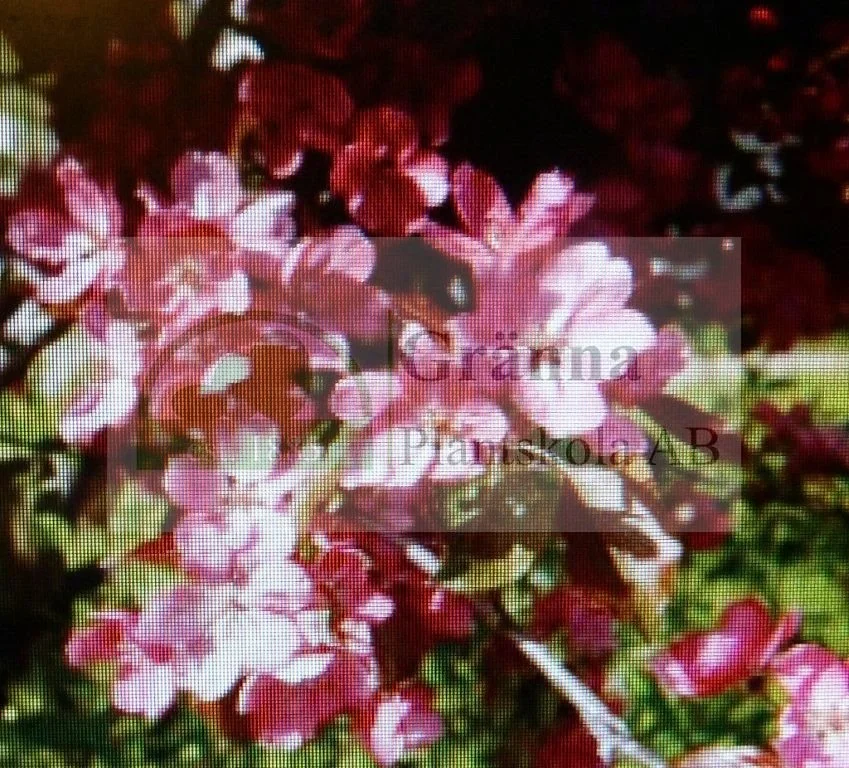 Malus Rudolph_ergebnis.jpg