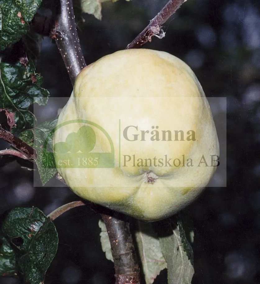 Antonovka1_ergebnis.jpg