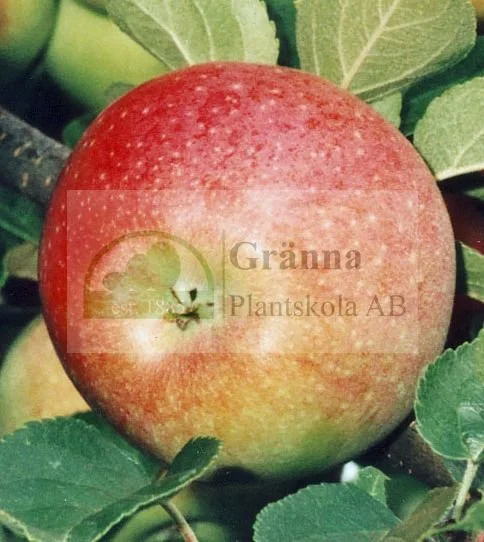 Aroma_ergebnis.jpg