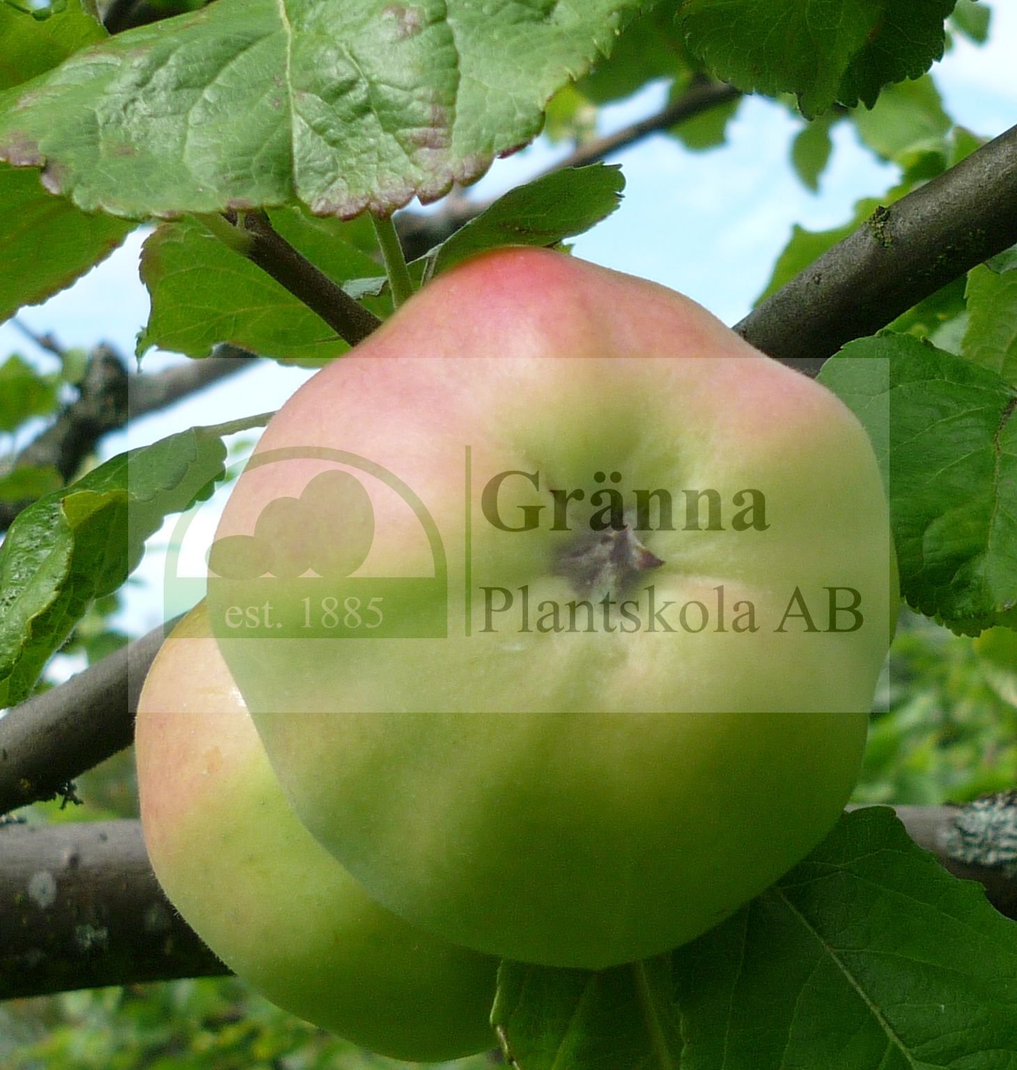 Brunnsäpple1_ergebnis.jpg