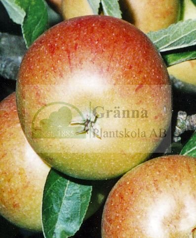 Cox Orange_ergebnis.jpg