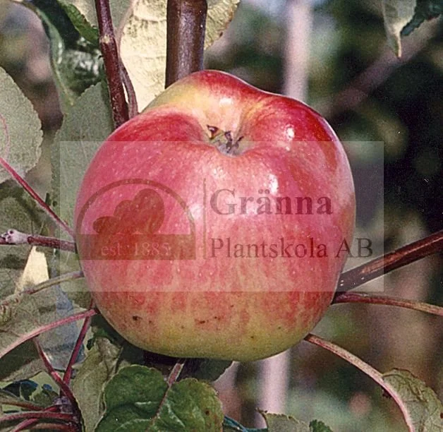 Cox Pomona1_ergebnis.jpg