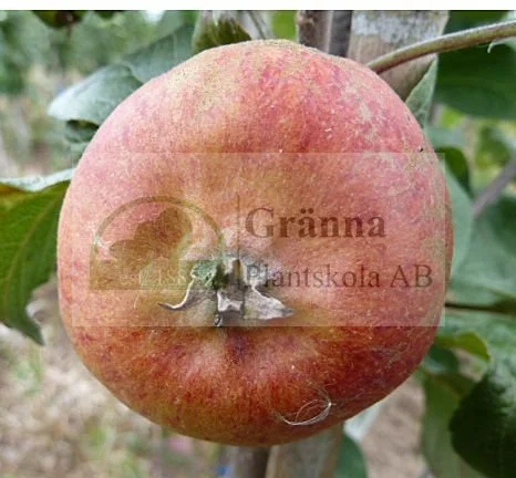 Esters päronäpple _ergebnis.jpg