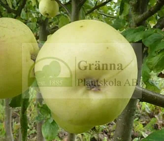 Förlovningsäpple_ergebnis.jpg