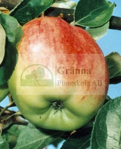 Gravensteiner_ergebnis.jpg