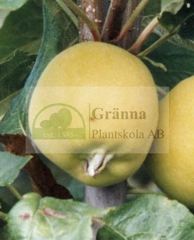 Gyllene Kitajka_ergebnis.jpg