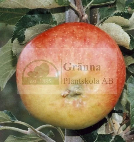 Gyllenkroks astrakan_ergebnis.jpg