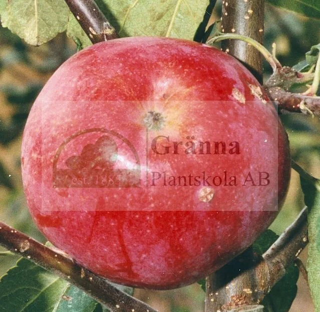 Jamba_ergebnis.jpg