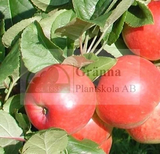 Konsta _ergebnis.jpg