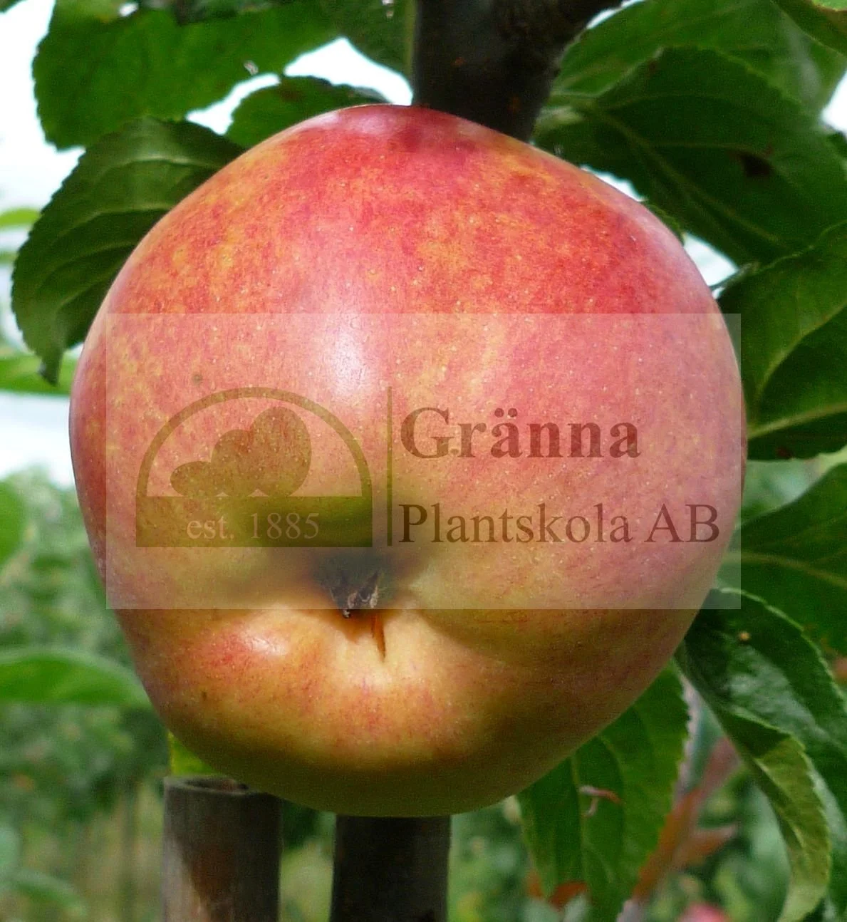 Kramforsäpple 0_ergebnis.jpg