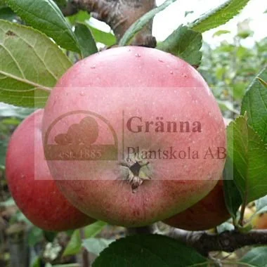Linnés Äpple 1_ergebnis.jpg
