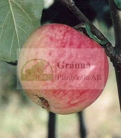 Melba_ergebnis.jpg
