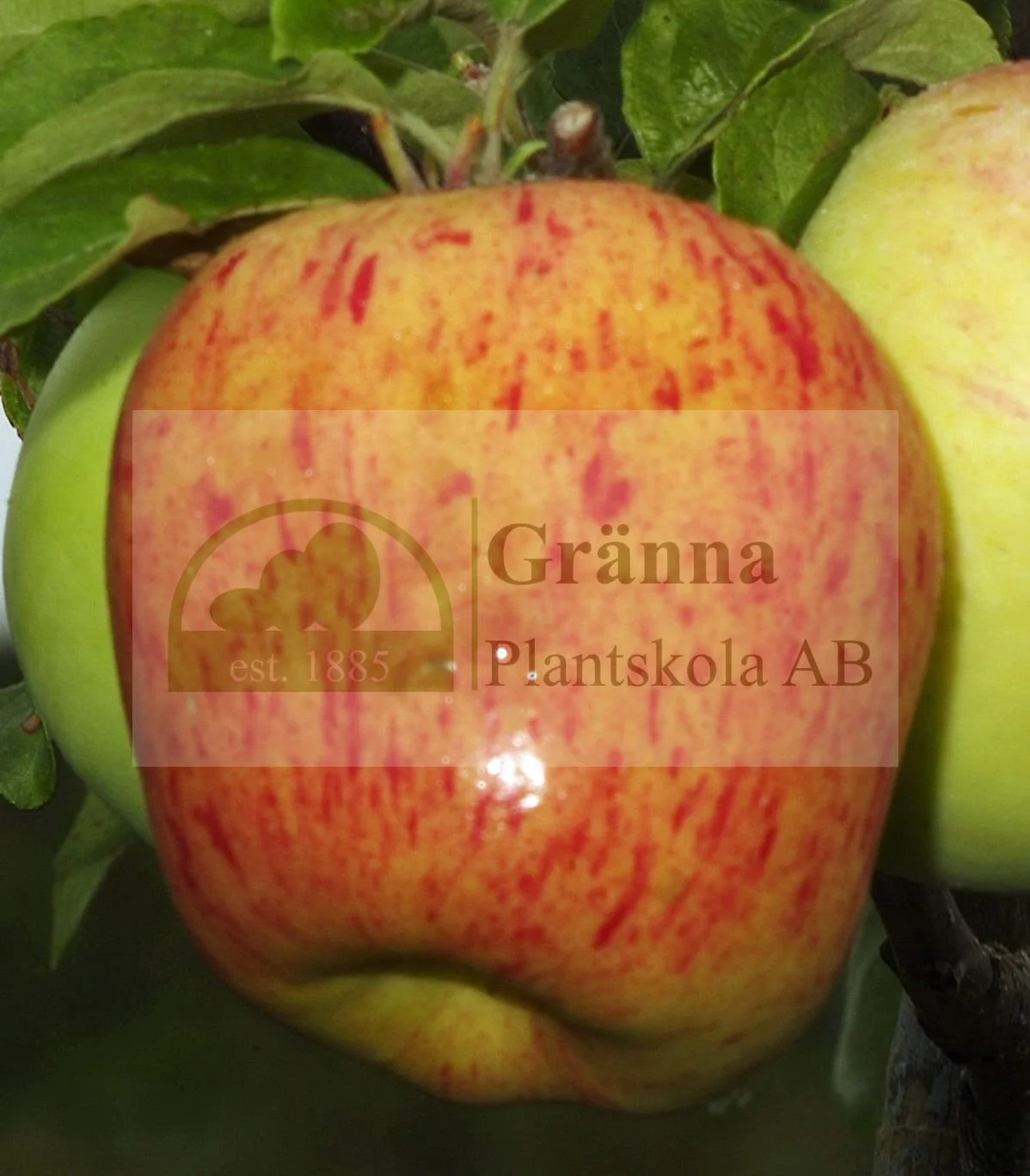 Moskvas päronäpple_ergebnis.jpg