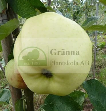 Perkkala_ergebnis.jpg