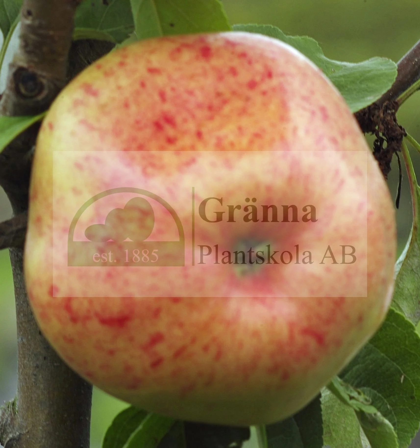 Per Brahes Bordsäpple_ergebnis.jpg