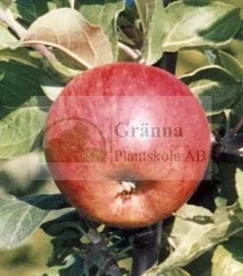 Pirja_ergebnis.jpg