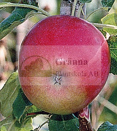 Quinte_ergebnis.jpg