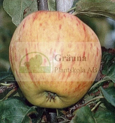 Ryskt merlonäpple_ergebnis.jpg
