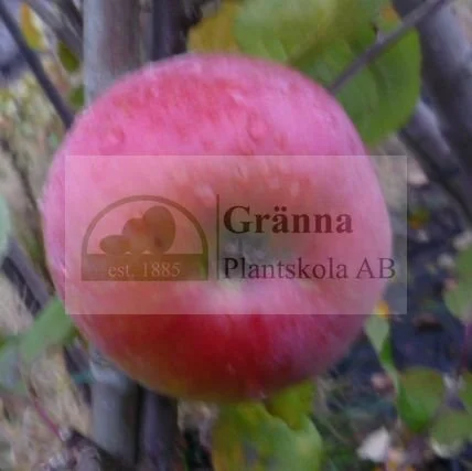 Röd Aroma ´Fagravoll´1_ergebnis.jpg