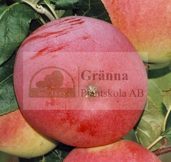 Röd Melba_ergebnis.jpg