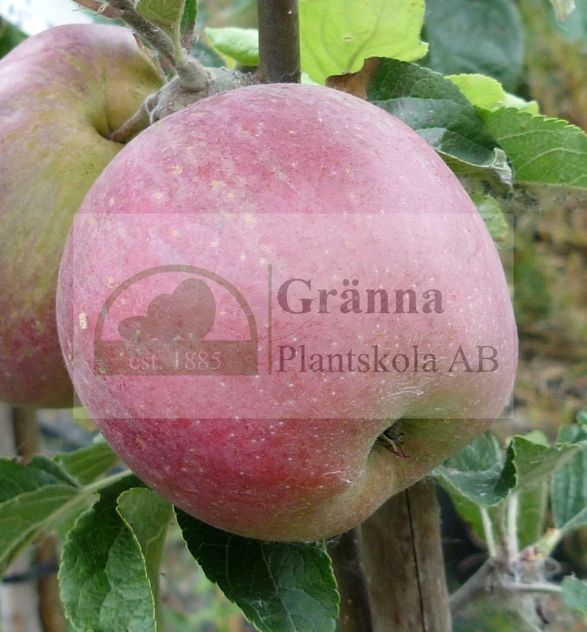 Röd Melon1_ergebnis.jpg