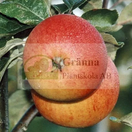 Safranoje Kitajka_ergebnis.jpg