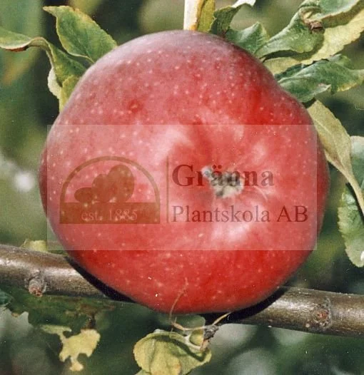 Smultronäpple_ergebnis.jpg