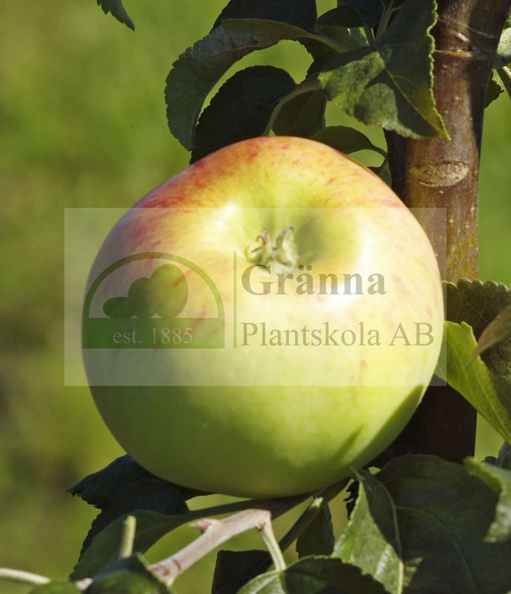 Tunaäpple_ergebnis.jpg