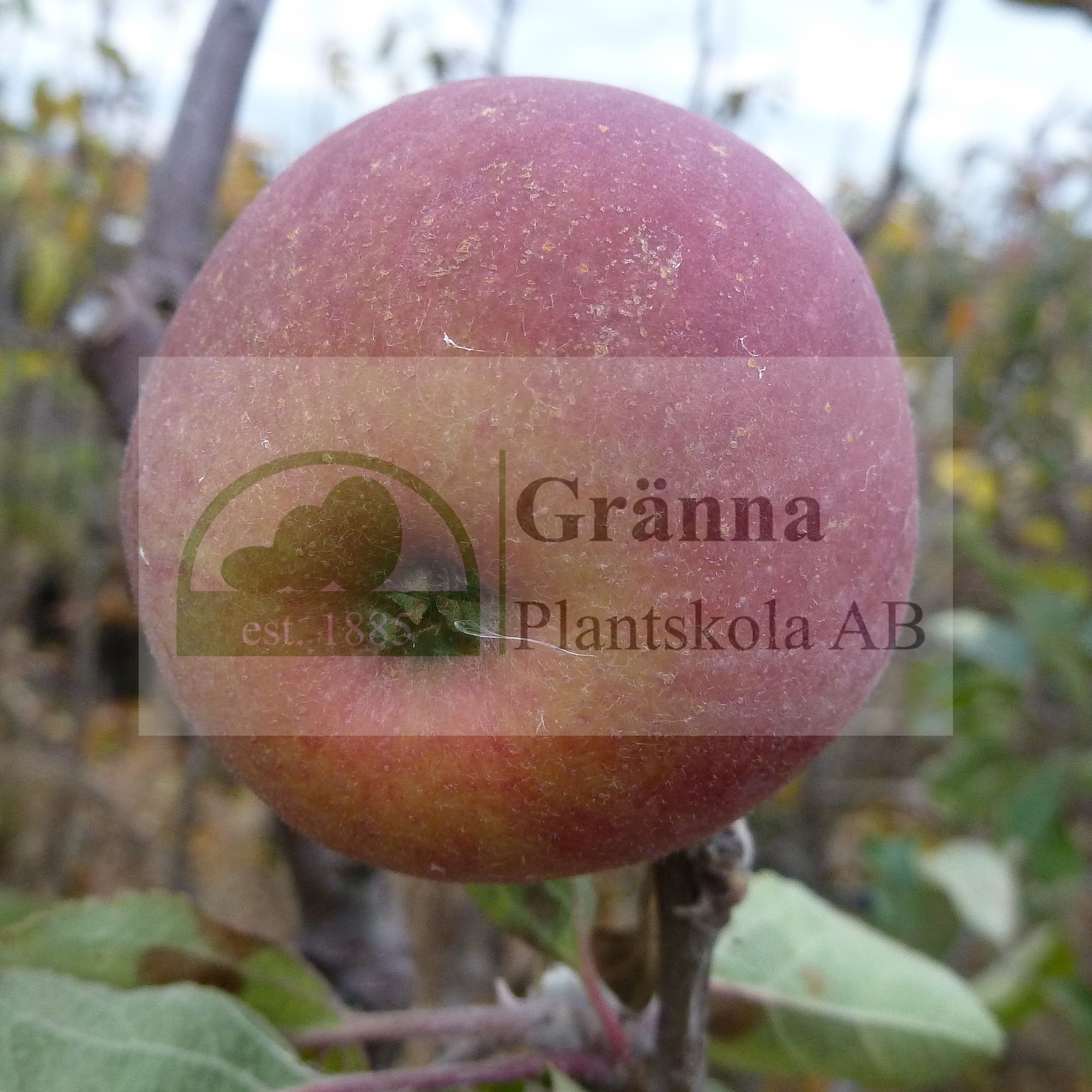 Ölands Kungsäpple 1_ergebnis.jpg